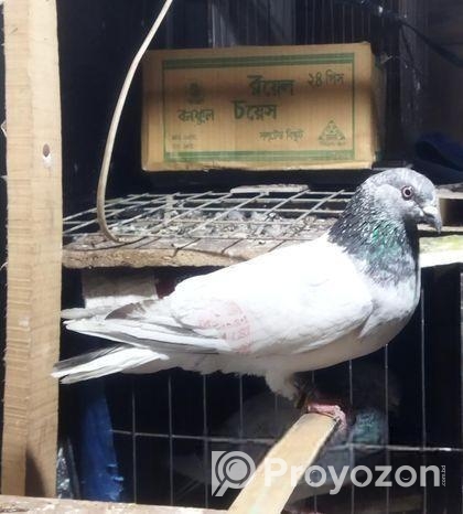Bird For Sale