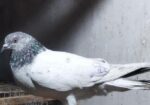 Bird For Sale