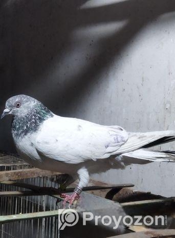 Bird For Sale