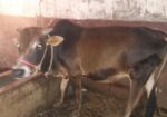 ষার গরু, দুই দাত