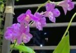 ৩ টা হাইব্রিড ডেনড্রোবিয়াম অর্কিড