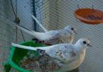 Diamond Dove