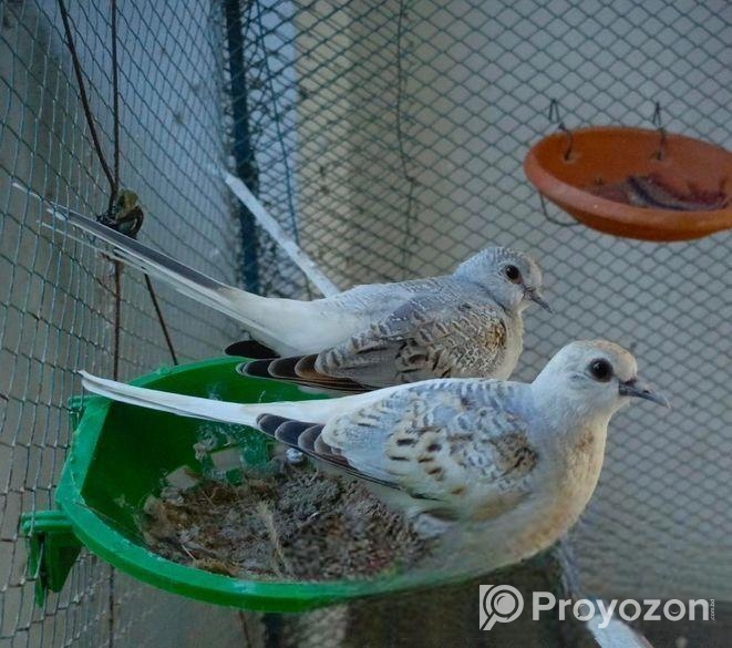 Diamond Dove