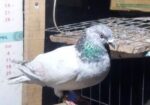 Bird For Sale