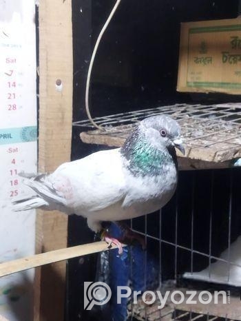Bird For Sale