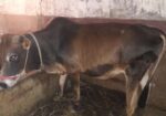 ষার গরু, দুই দাত
