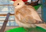 Diamond Dove