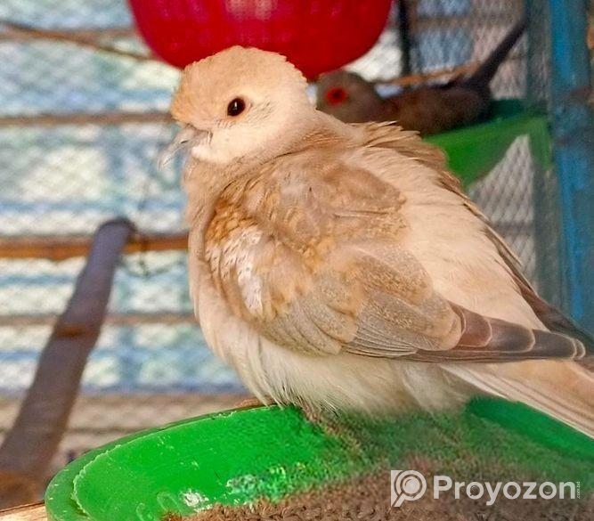 Diamond Dove
