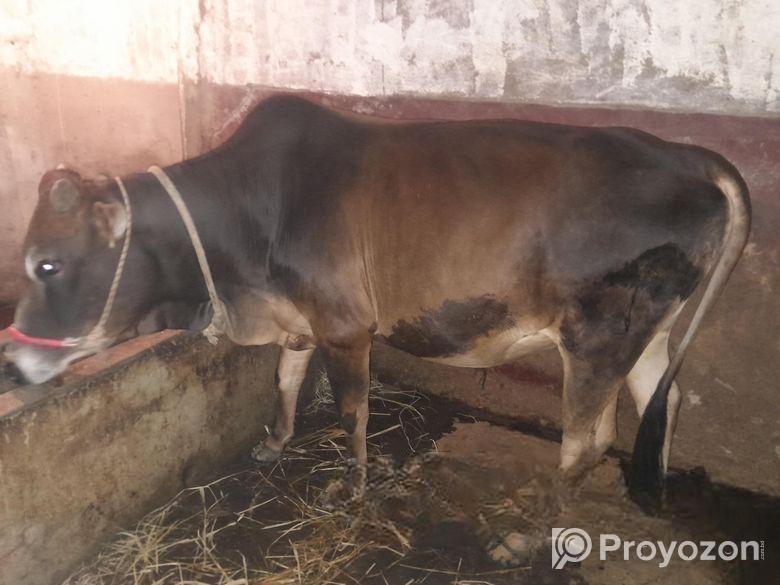 ষার গরু, দুই দাত