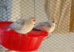 Diamond Dove