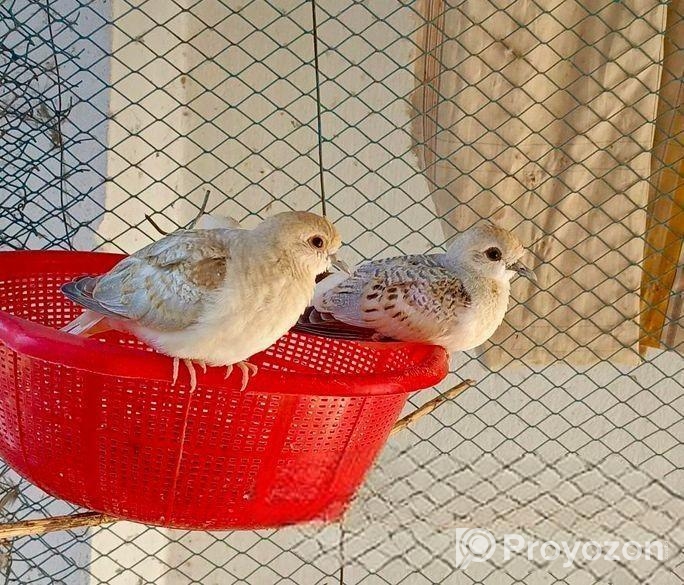 Diamond Dove