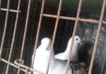 Damasin Running Pair