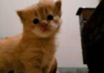 Persian Kitten Pair For Sale