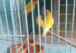 Bird for sale
