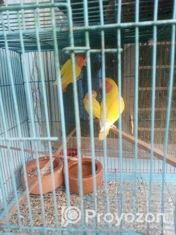Bird for sale