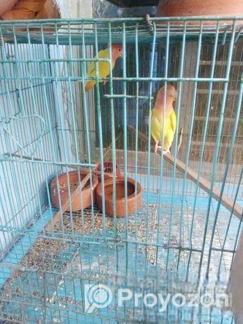 Bird for sale