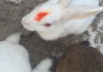 Rabbit for sale