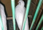 Bird sell
