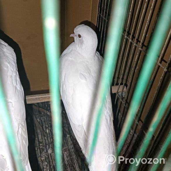 Bird sell