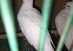 Bird sell