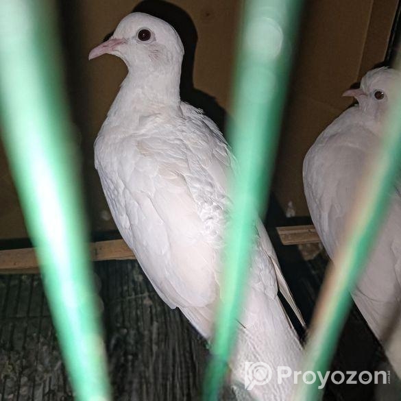 Bird sell