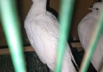 Bird sell