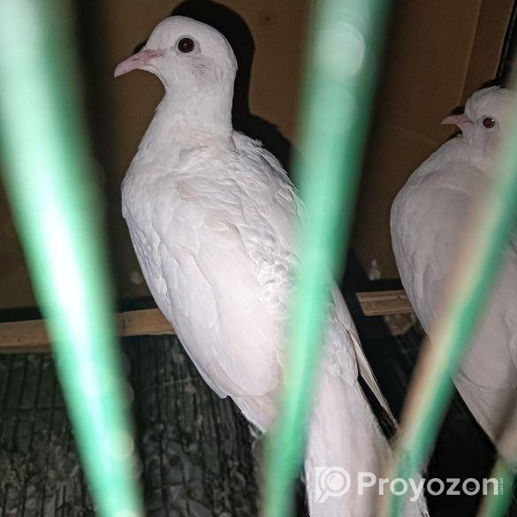 Bird sell