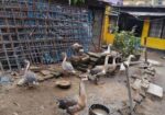বড়ো সইজের রাজ হাঁস