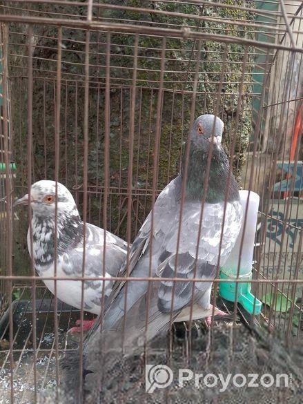 কবুতর