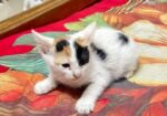 Cat Adoption