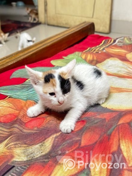 Cat Adoption