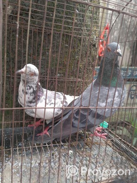 কবুতর