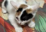 Cat Adoption