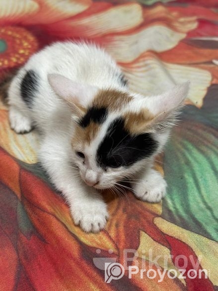 Cat Adoption