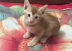Cat Adoption