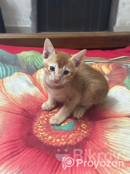 Cat Adoption