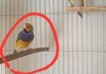 গোল্ডিয়ান বেঙ্গলি এবং কাঠ ঠোট