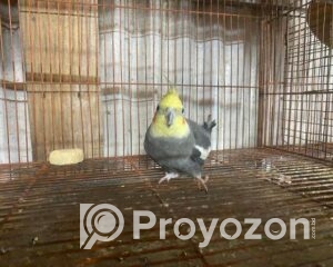 fitted-7_2025-12-21_10-02-24