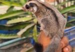 Sugar Glider