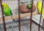 ৪টা বেবি সহ এক পেয়ার রানিং পাখি