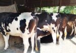 ৬৯০নং গাভী৪টি বিক্রি।