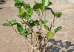 ৫ টা বনসাই