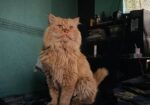 Persian male golden cat