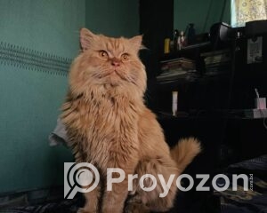 att.JQEIoZxUj_9nJCr25SawhX5SBVM0oGuLMr0TqKZN9Vk