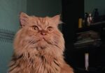 Persian male golden cat