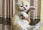 Female Kitten