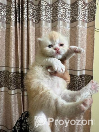 Female Kitten