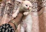 Female Kitten