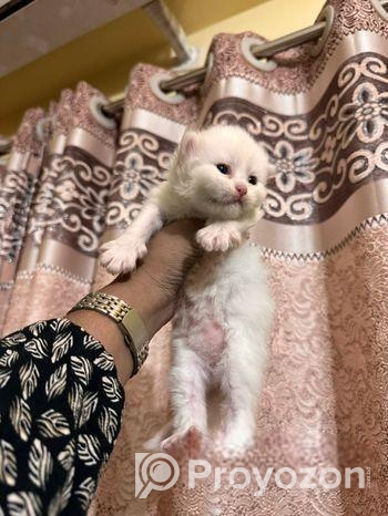 Female Kitten