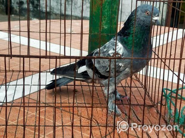 নর কবুতর